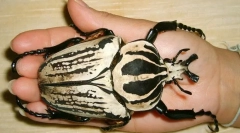 Најголемите бубачки во светот